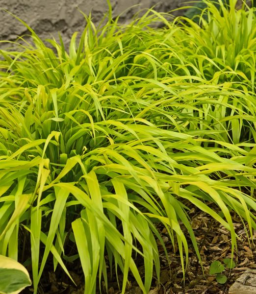 Hakonechloa macra 'All Gold' 